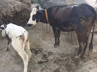 गाय, मवेशी — फ़ोटो 4
