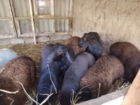 公羊, Sheep — 照片 3