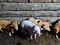 Säue, Schweine — Foto 2