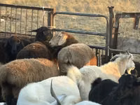 Schaf, Edilbay sheep — Foto 6