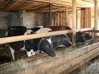 Rinder (Partie, Geschlecht nicht angegeben), Russian Black pied cattle — Foto 2