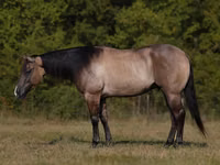 Aygʻir, Quarter Horse — 1-rasm