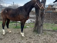 Caballo, Arabian horse — foto 2