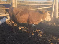 ثور, Simmental cattle — الصورة 3
