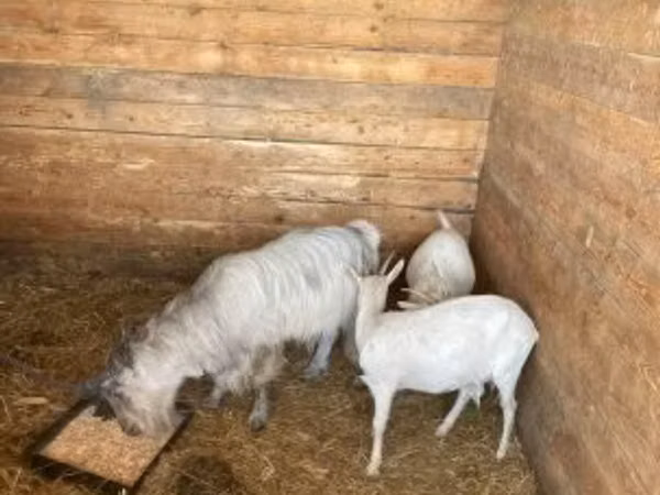 Ziege, Ziegen