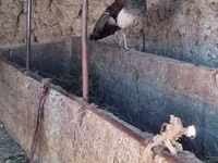 Turkeys — الصورة 5