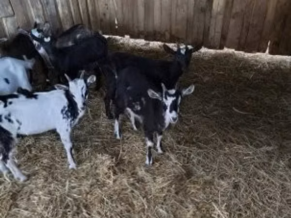 Cabro, Cabras