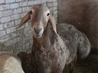 Qoʻchqor, Hissar sheep — 1-rasm