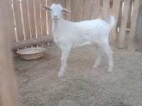 Ziege, Russian White goat — Foto 3