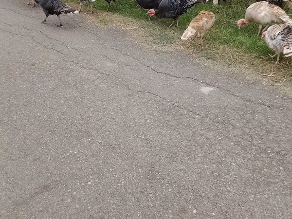 Индейкалар