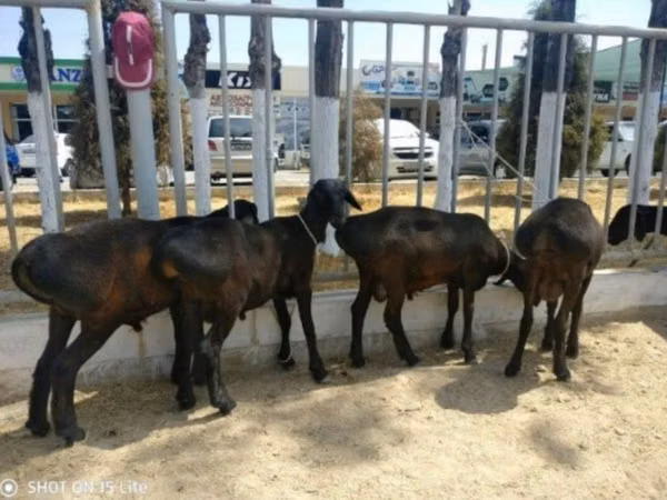 Carnero, Ovejas — Uzbekistán