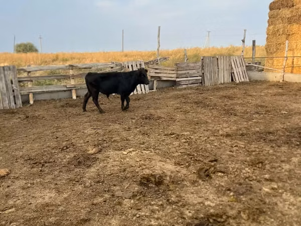 Kuh, Aberdeen-Angus