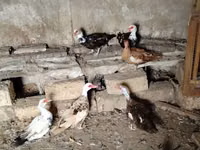 Ducks — Foto 1