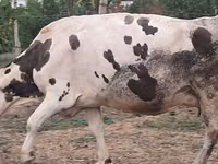 بقرة, Russian Black pied cattle — الصورة 1