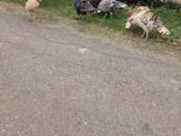 Turkeys — फ़ोटो 3