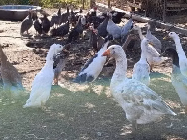 إنديان رانر