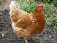 Chickens — الصورة 8