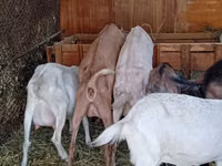 عنزة, Saanen goat — الصورة 4
