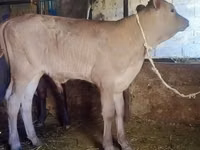 Bovinos (lote, sexo no especificado), Swiss cattle — foto 4