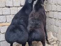 كبش, الأغنام — الصورة 4