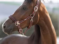 Yegua, Manipuri pony — foto 1