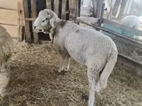 Widder, Suffolk sheep — Foto 1