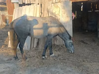 Hengst, Kazakh horse — Foto 2