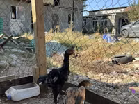 Chickens — الصورة 7