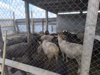 Sheep, Sheep — photo 3