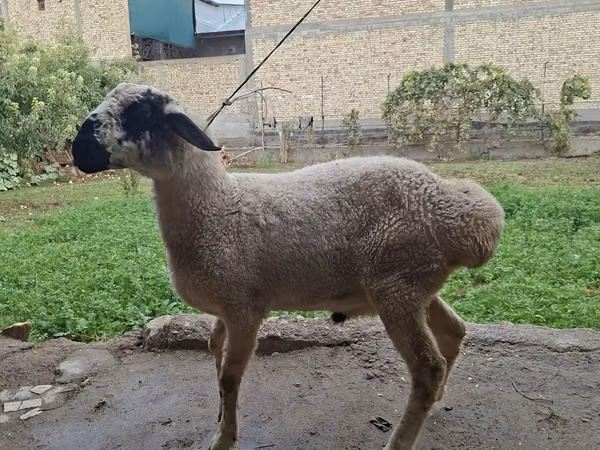 Widder, Blackheaded Persian sheep