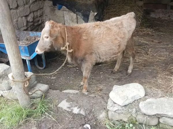 सांड, मवेशी