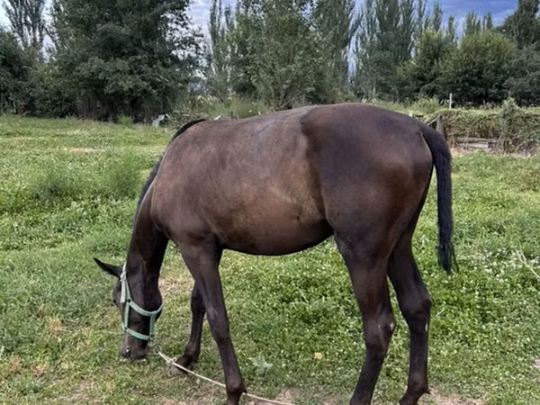 Hengst, French Trotter