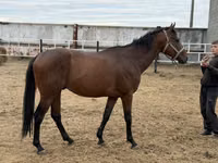 Hengst, Thoroughbred horse — Foto 1