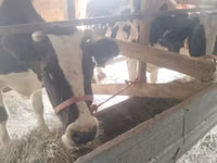गाय, Latvian Blue cattle — फ़ोटो 2