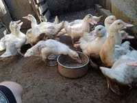 Ducks — الصورة 5