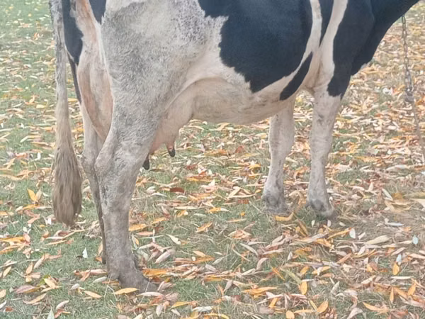 Kuh, Russian Black pied cattle