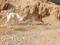 تيس, الماعز — الصورة 1