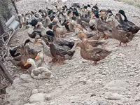 Ducks — Foto 8