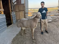 Carnero, Edilbay sheep — foto 3
