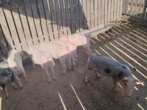 Säue, Schweine