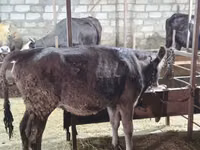 गाय, मवेशी — फ़ोटो 3