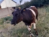 गाय, Swiss cattle — फ़ोटो 4