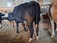 母牛, Cattle — 照片 2