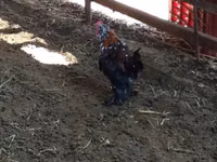 Chickens — Foto 1