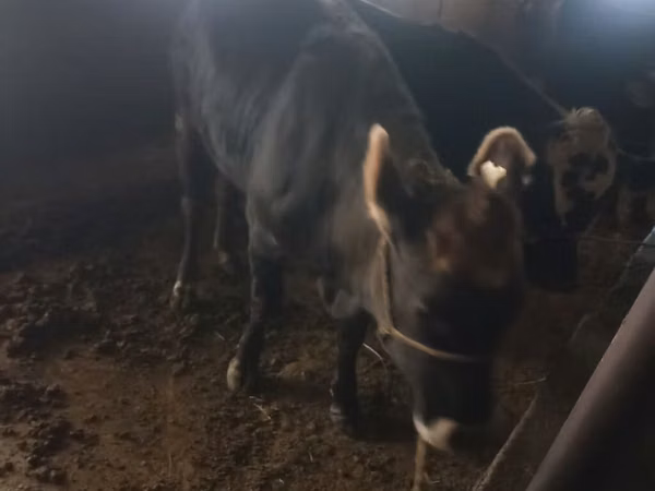 母牛, Cattle — 吉尔吉斯斯坦