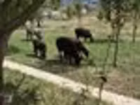 Schaf, Edilbay sheep — Foto 3