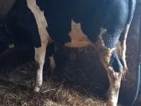 Toro, Raza Holstein — foto 3