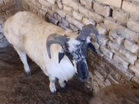 Carnero, Rhon sheep — foto 3