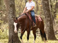 Айғыр, Quarter Horse — 6-сурет