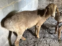 Schaf, Katum sheep — Foto 3